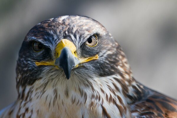 Le regard redoutable du majestueux faucon