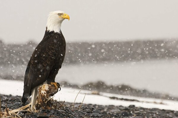 Aigle sur la souche en regardant la neige