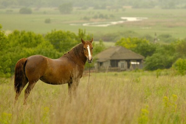 Cheval dans le champ d un matin pluvieux