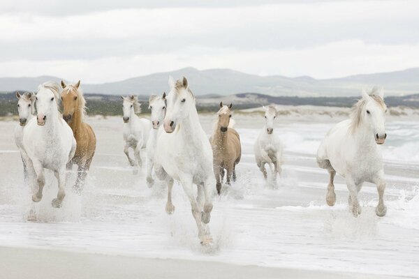 Montando una manada de caballos en la orilla