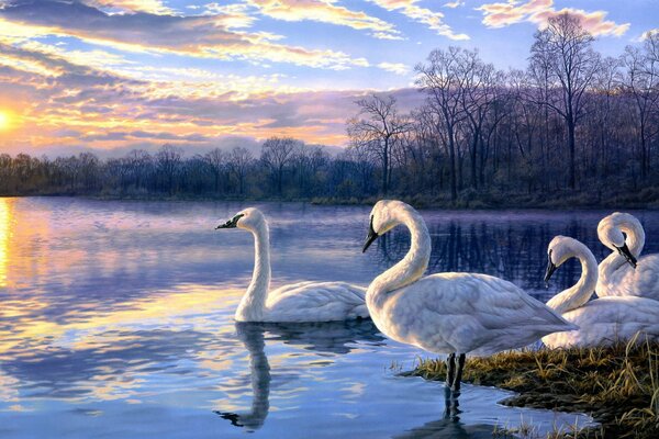 Swans in the lake at sunset