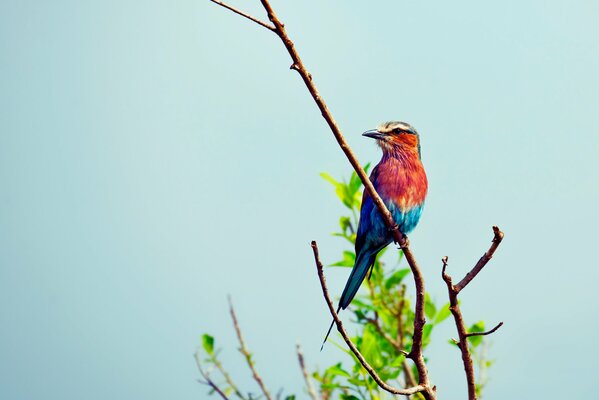 Pájaro multicolor sentado en una rama