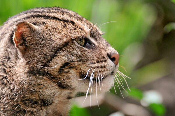 The reed cat keeps an eye on the prey