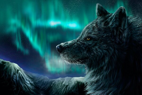 A wolf at night in the mountains against the background of the Northern lights