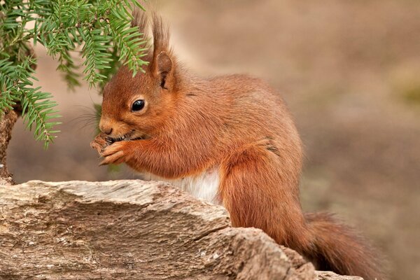 Little ginger, gnawing nuts