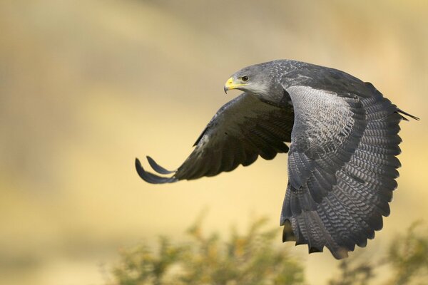 L aigle noir s envole pour la chasse