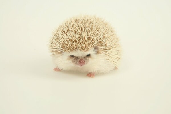 A small hedgehog on a light background