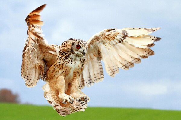 Atterrissage de hibou. Oiseau de proie