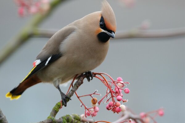 Waxwing su un ramo con bacche rosa