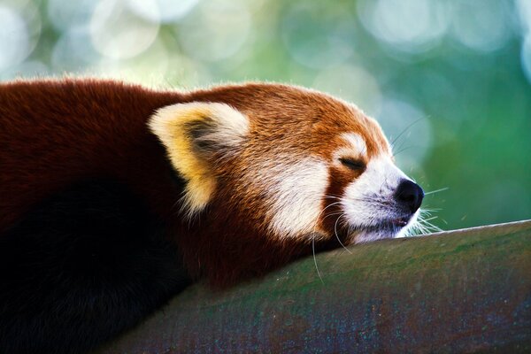 Panda rojo dormido en una rama