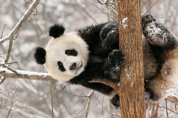 Winter Schnee Panda auf dem Baum