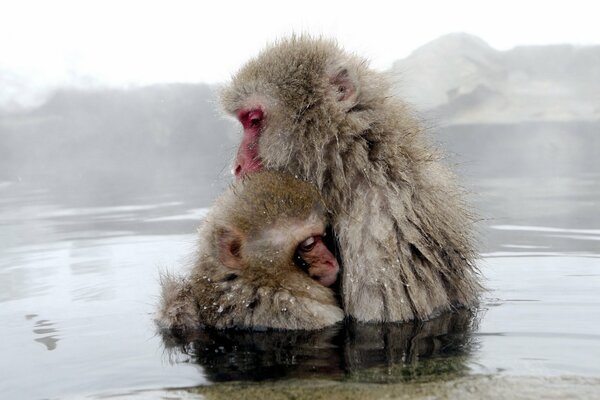 Le scimmie amano immergersi nell acqua