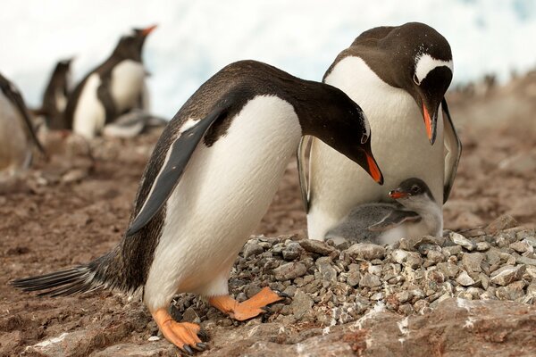 The penguin parents bent over the chick