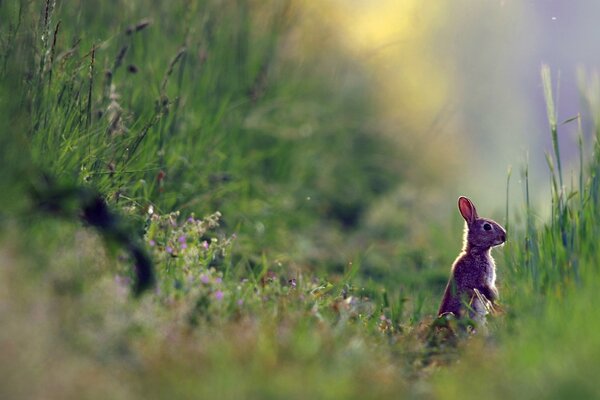 Ein Hase, der sein Territorium auf Gefahr untersucht