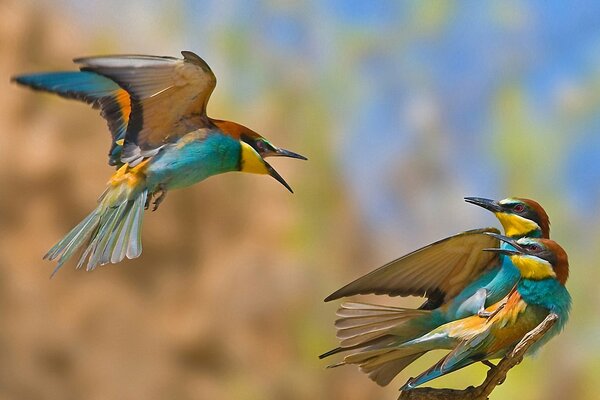 Little hummingbirds quarrel over a female