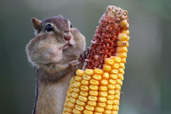 Chipmunk rosicchia una pannocchia di mais