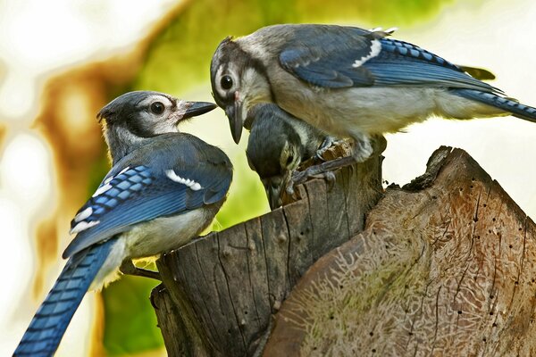 Две птицы blue jay сидящие на пне