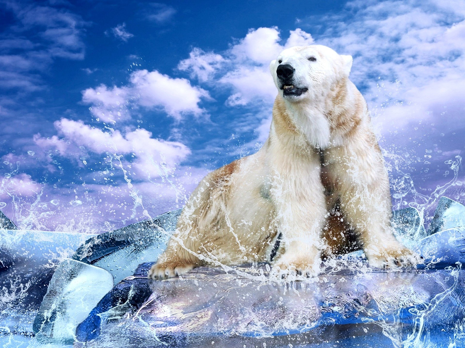 bianco orso pezzi acqua gocce spruzzi cielo nuvole