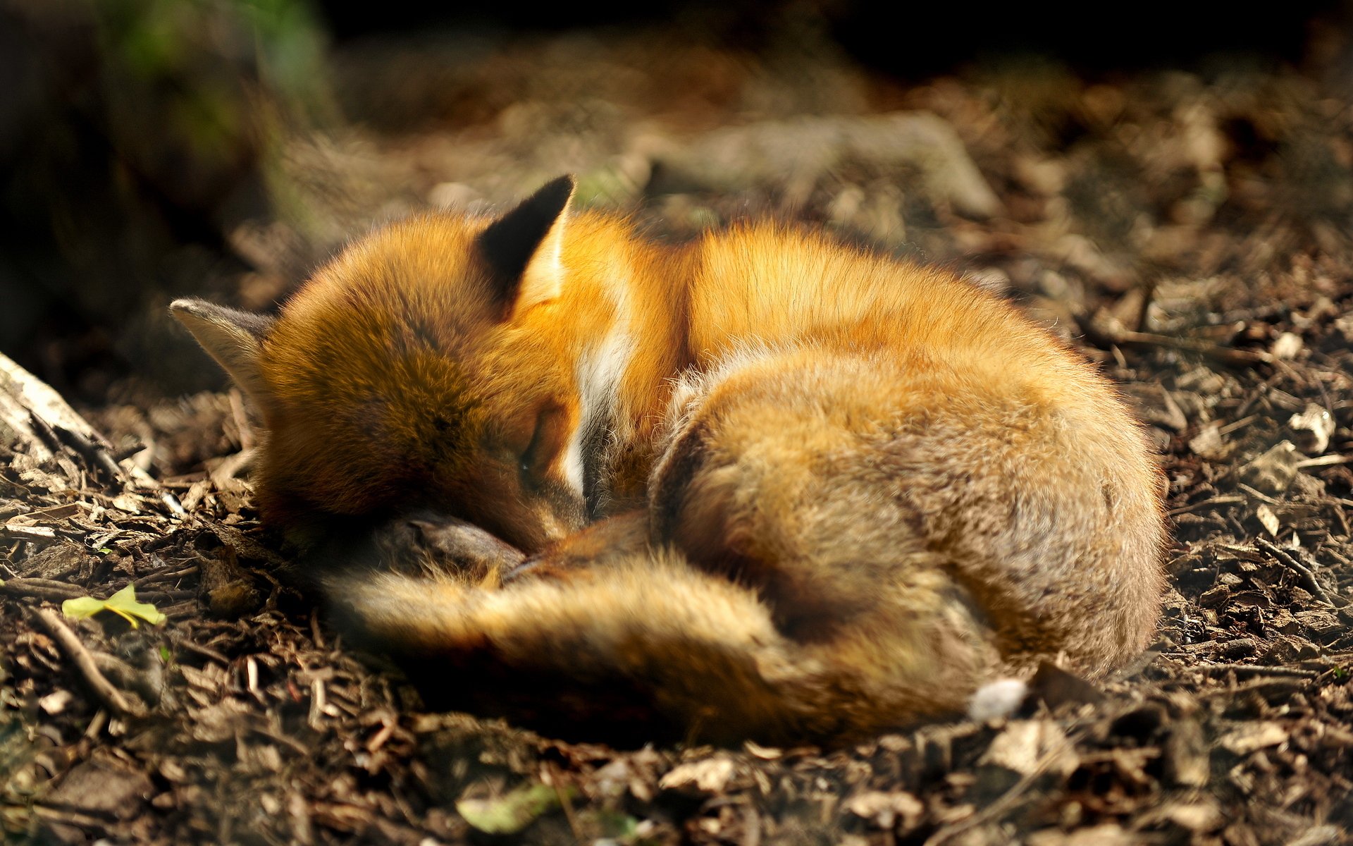 animal depredador zorro durmiendo acurrucado acurrucado sueño naturaleza tierra follaje orejas cola pelaje sueño