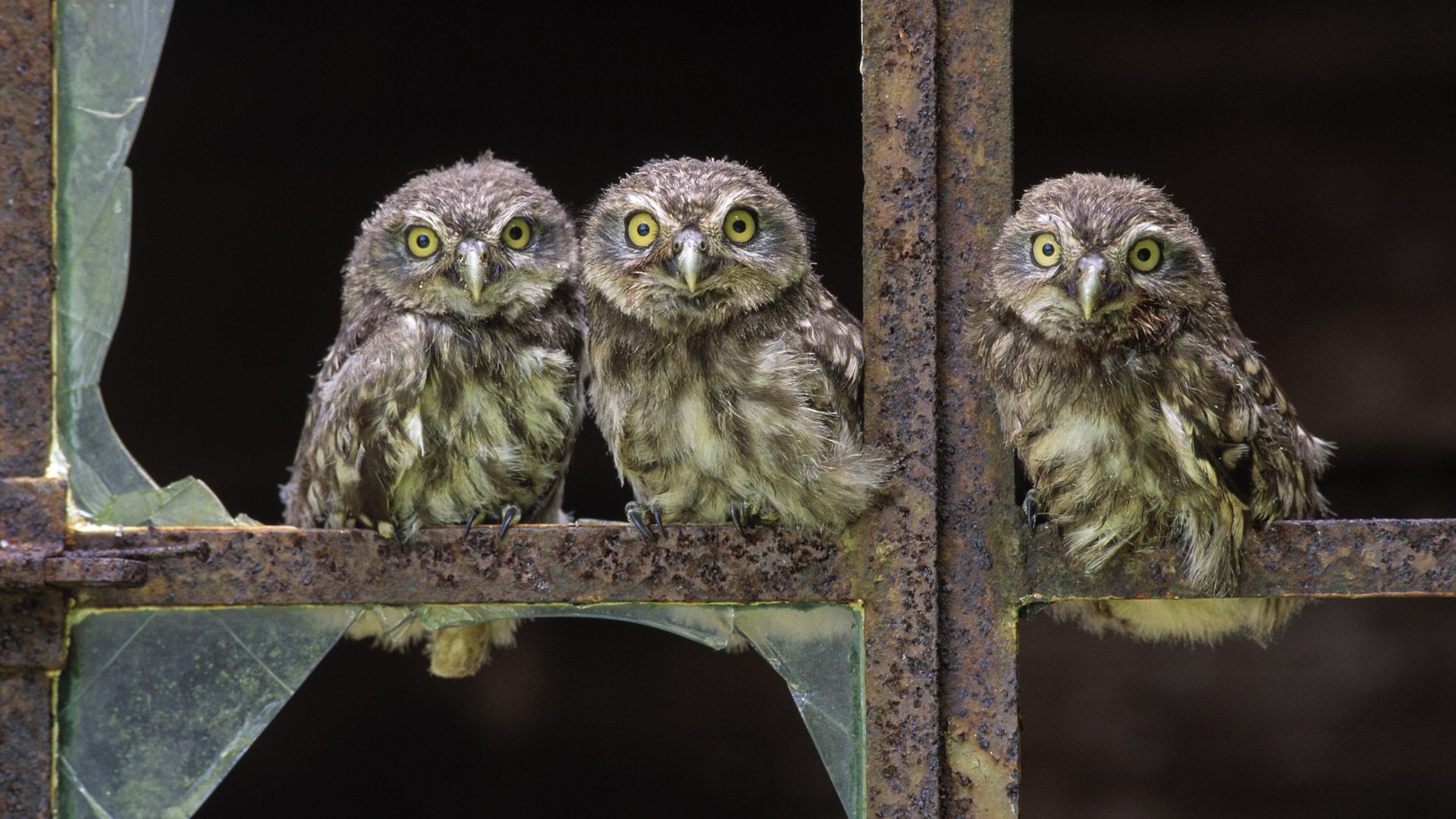 owl birds chicks window glass broken