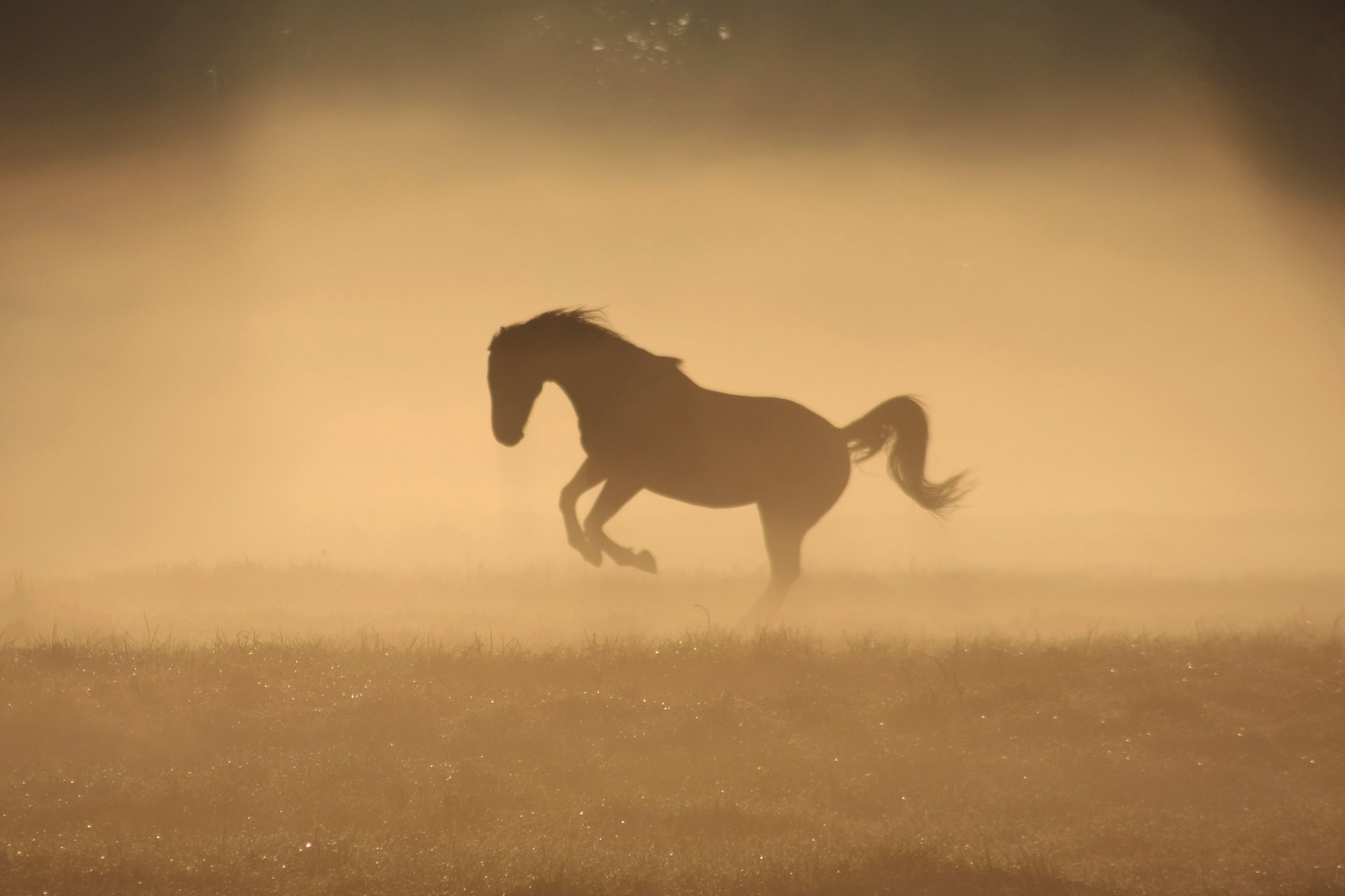 horse horse morning fog dew