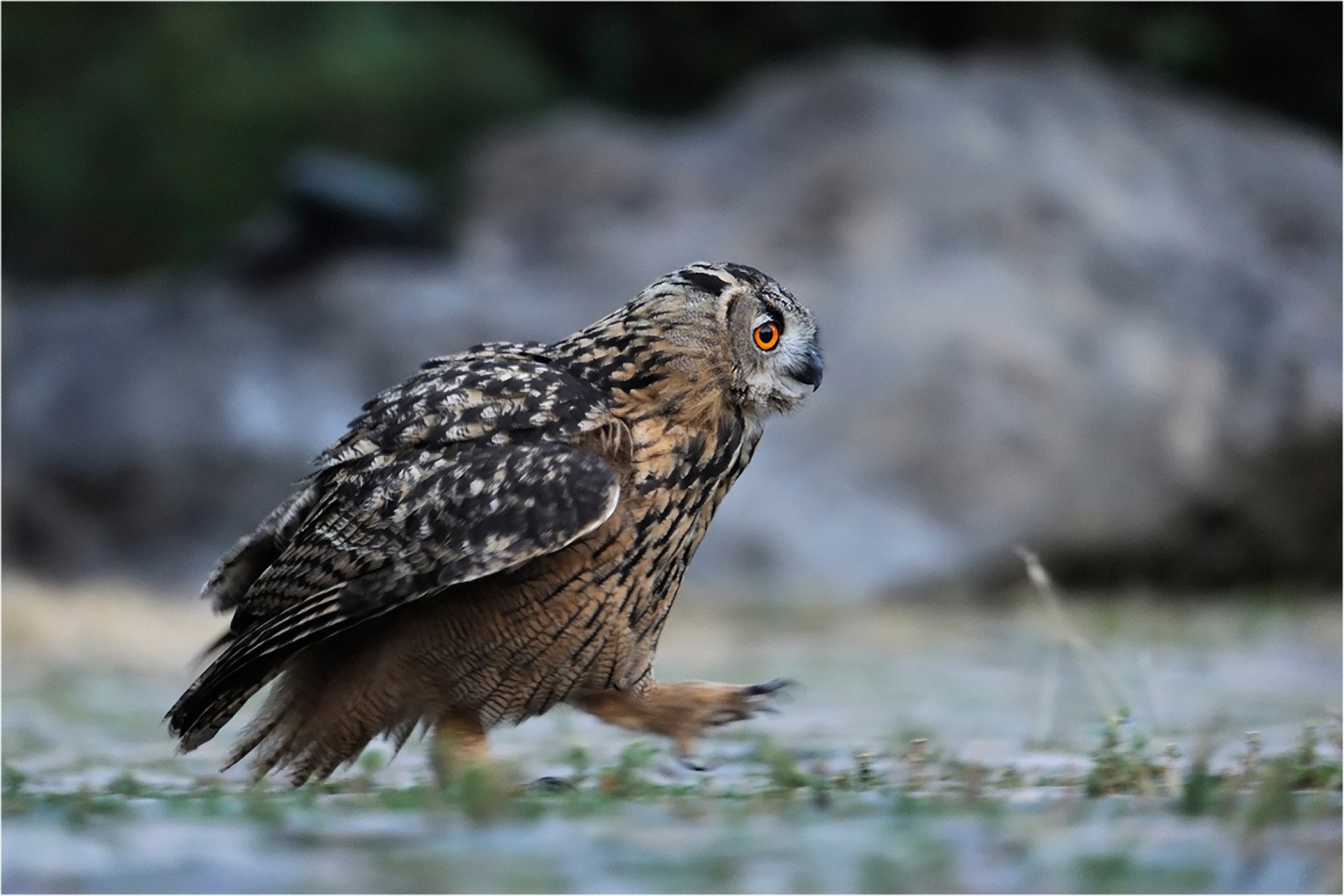 forest poultry owl