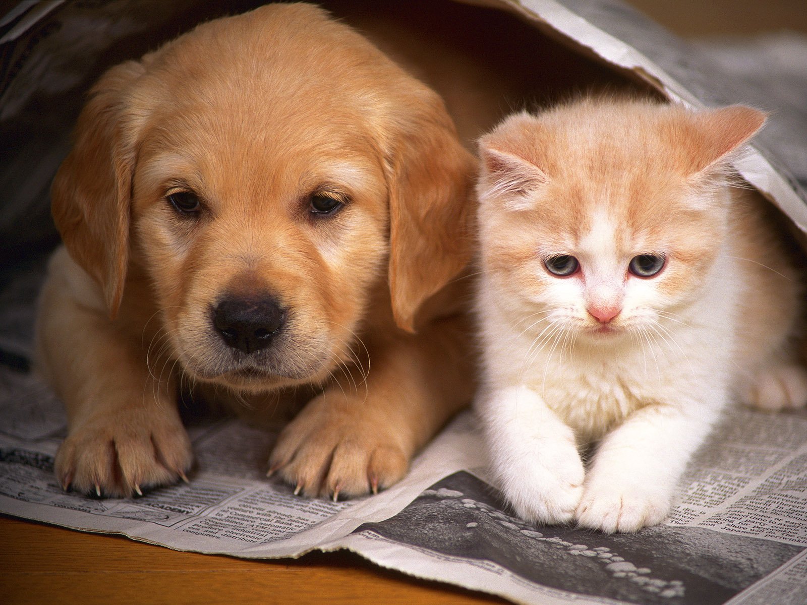 hund katze kätzchen welpe freundschaft