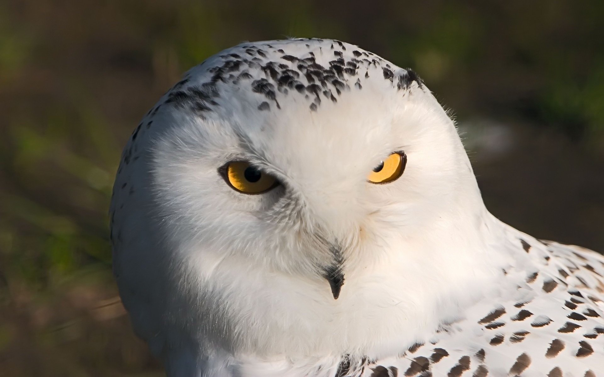 eule weiß eule makro augen vogel