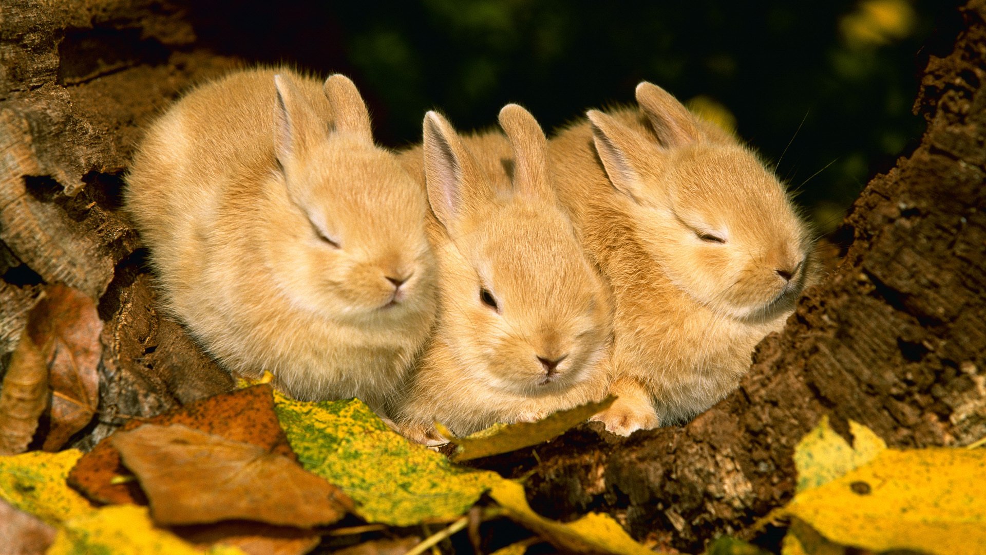 conigli coniglio animali fogliame autunno