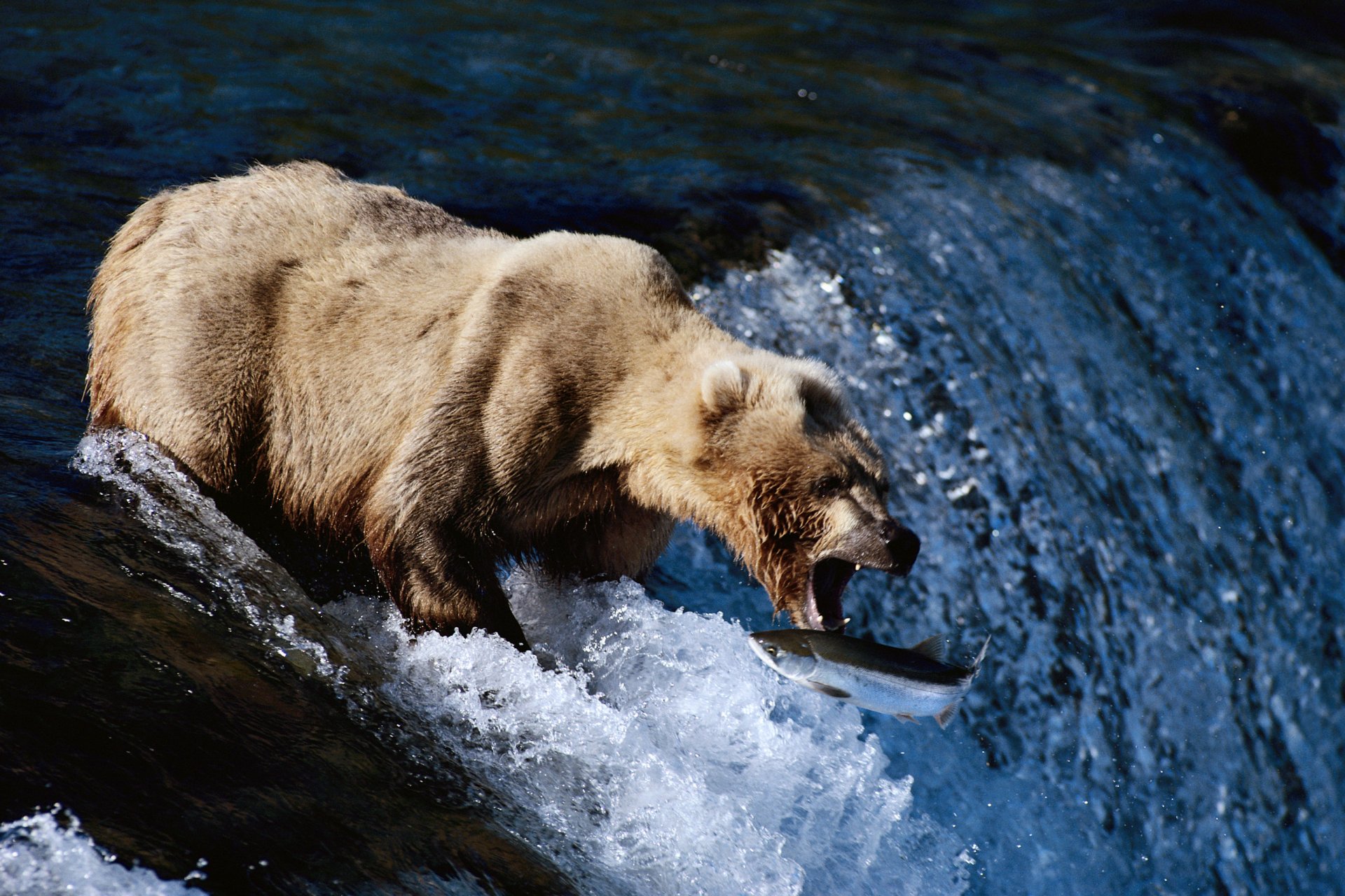 bear river for fish fall hunt fishing