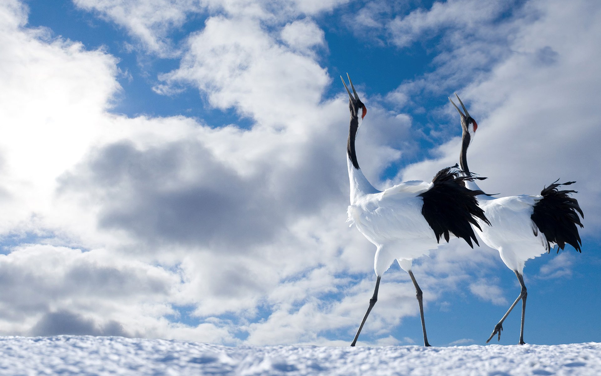 aves grulla japonesa pareja cielo nubes