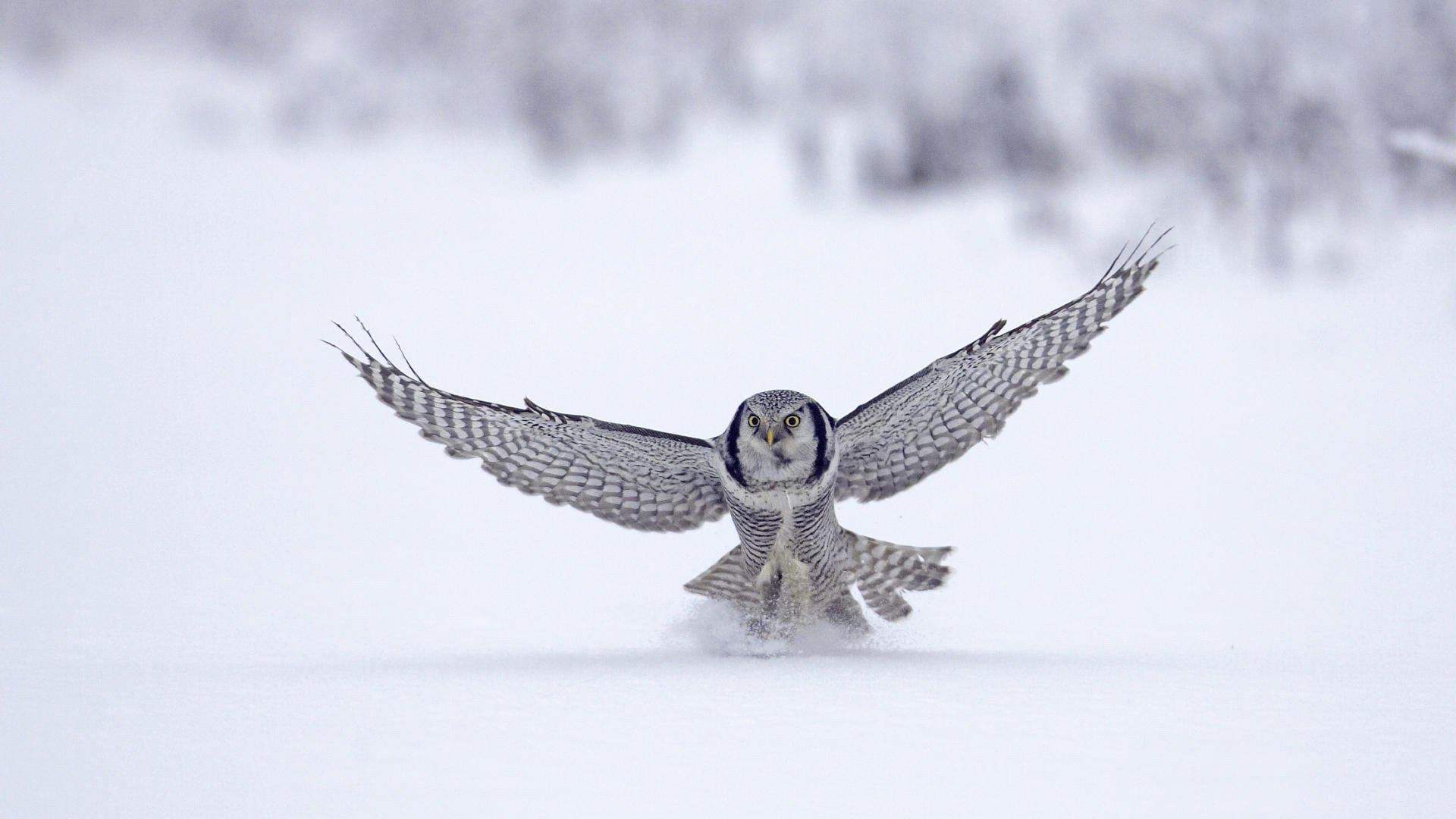 tier vogel falke winter schnee fliegen winter 1920x1080