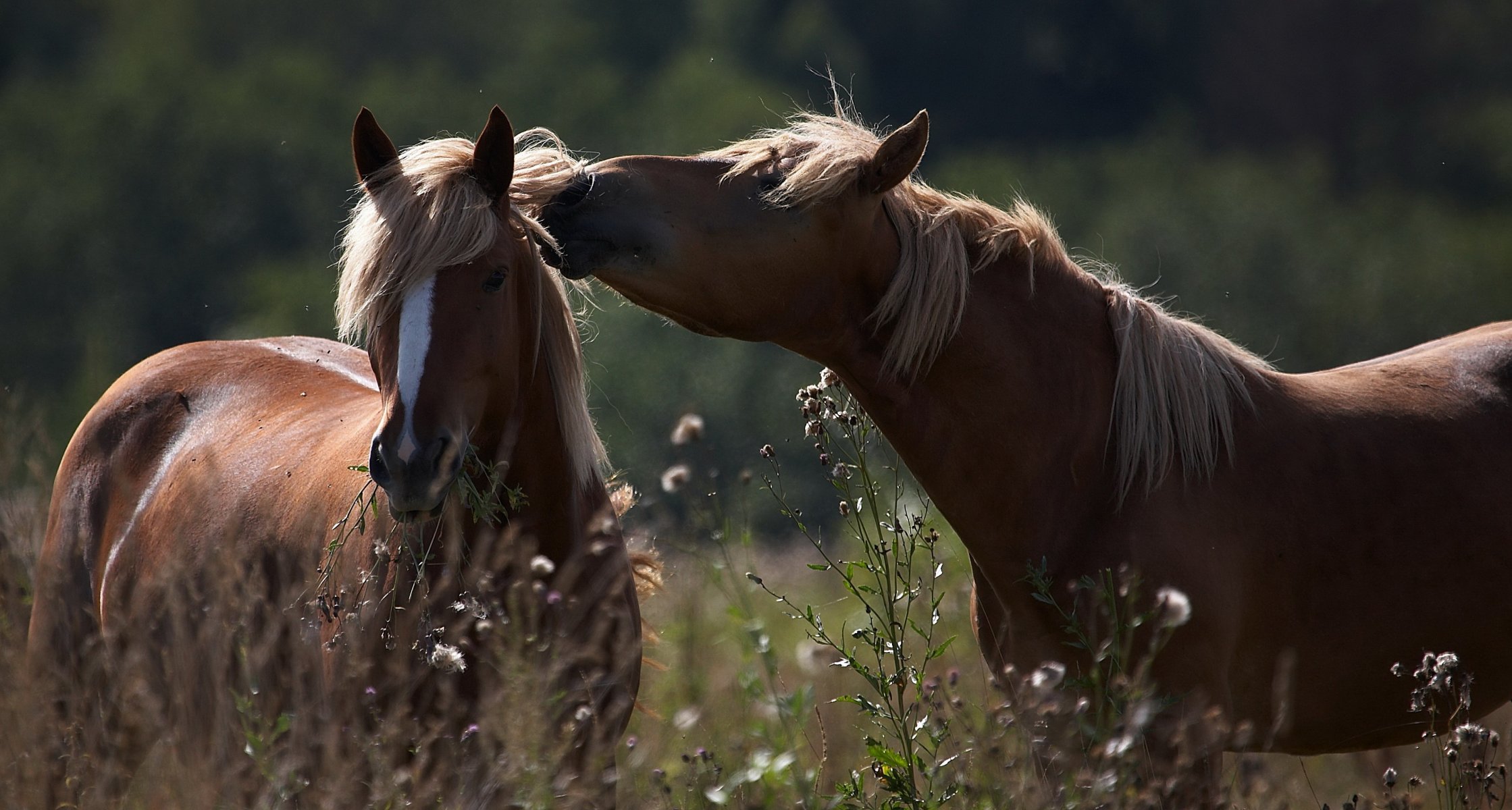 chevaux été herbe