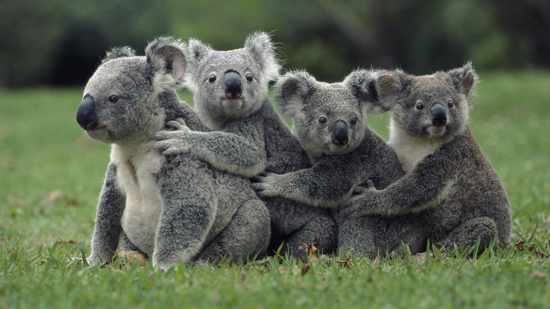 zwierzęta zwierzęta koala natura niedźwiedzie torbacze trawa