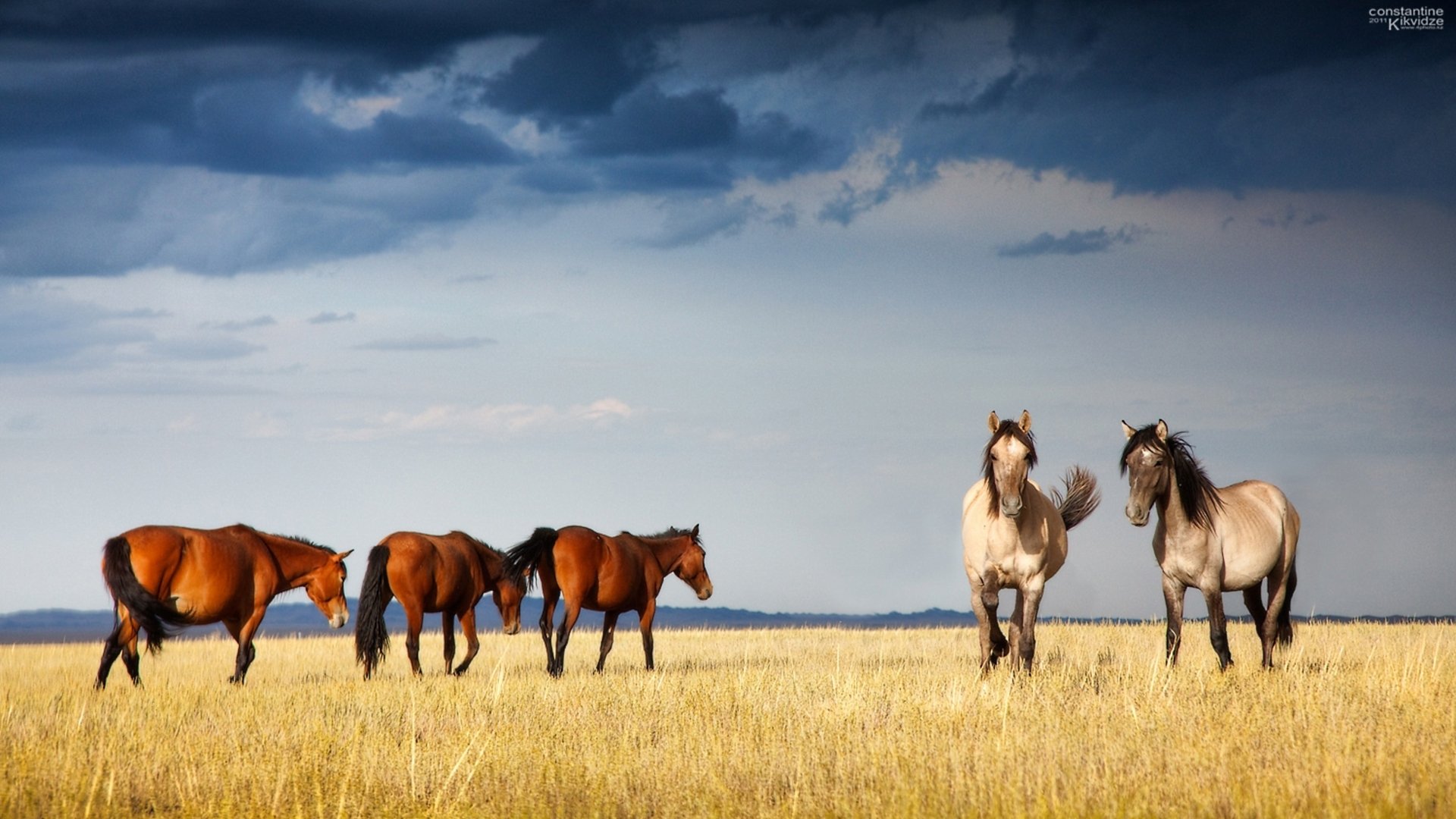 gracieux chevaux kazakhstan ksenia sobchak