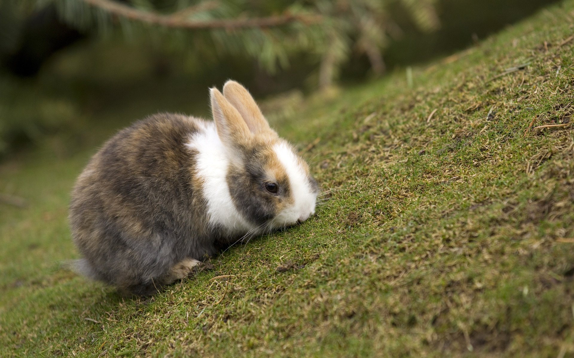 lapin coloration herbe netteté