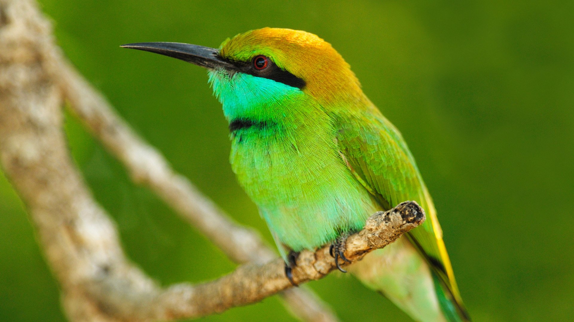 animali animali uccello piumaggio macro ramo foglie natura