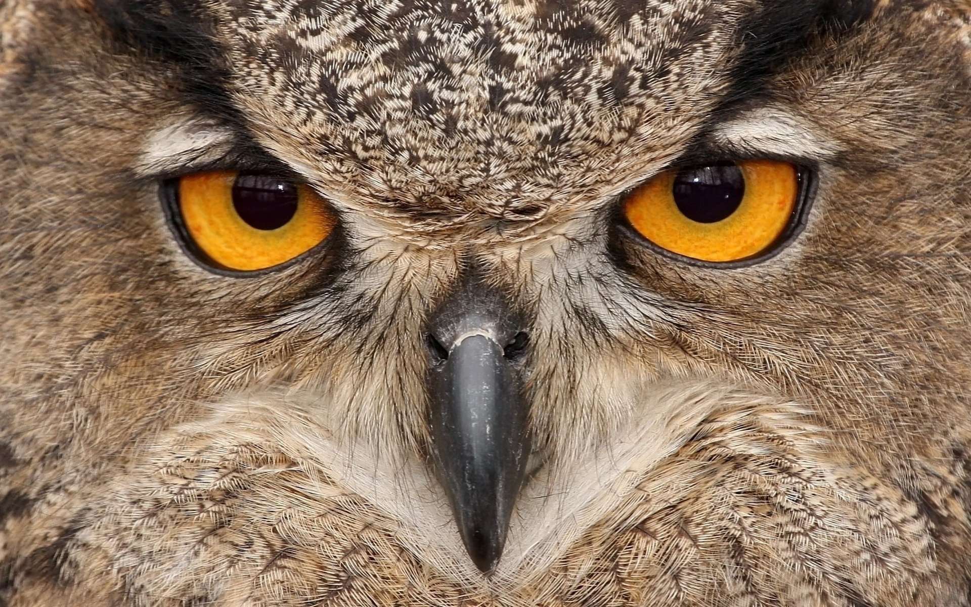 oiseau hibou yeux bec