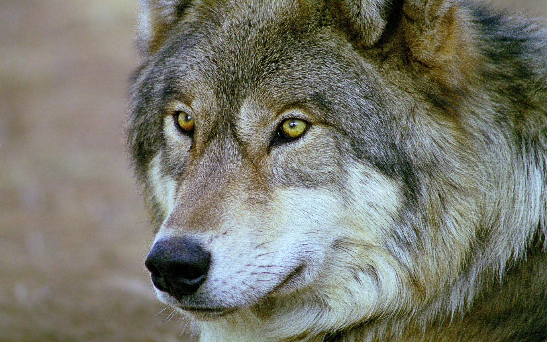 loup regard yeux museau