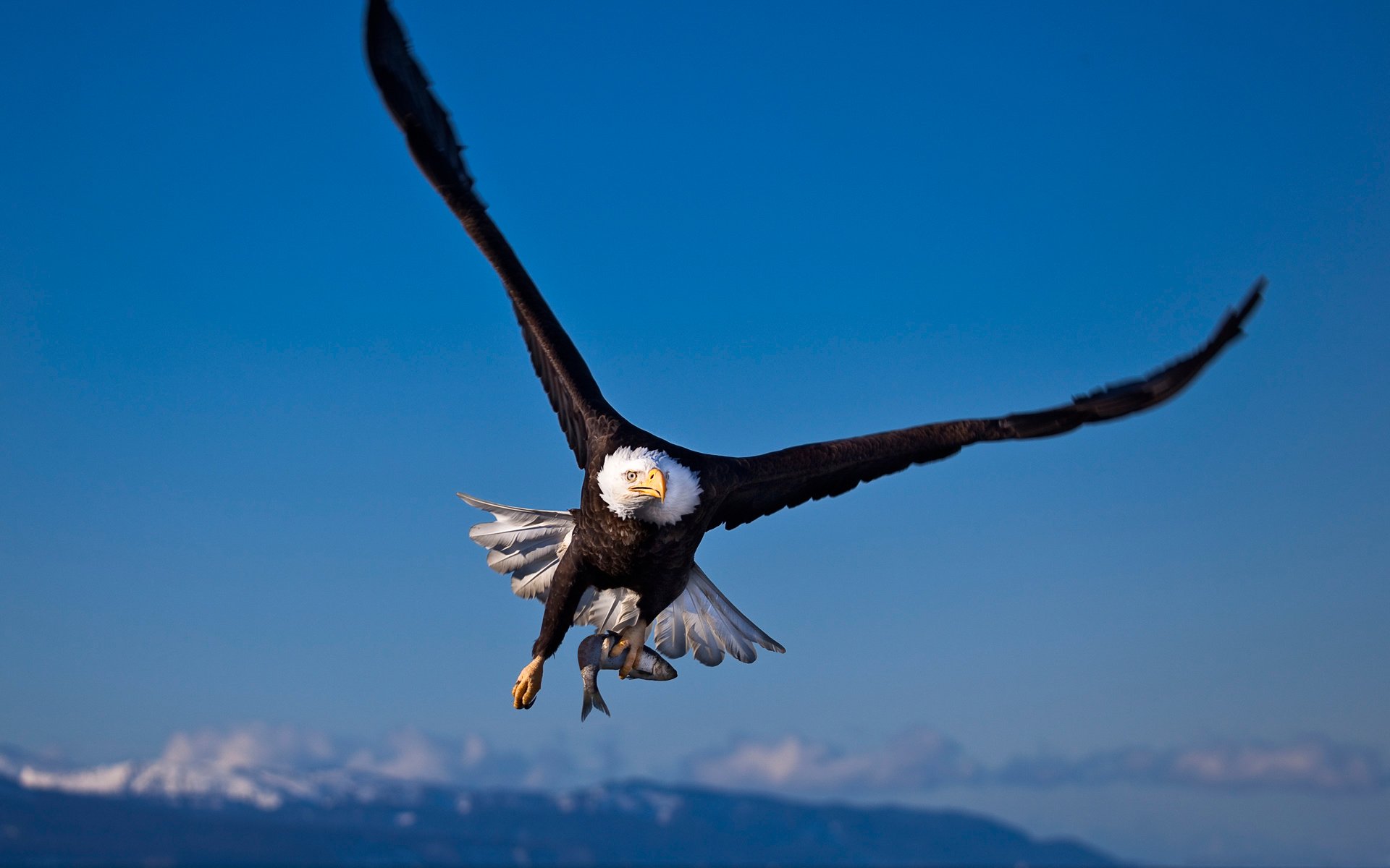 vogel adler weißkopfseeadler jagd fisch bergbau