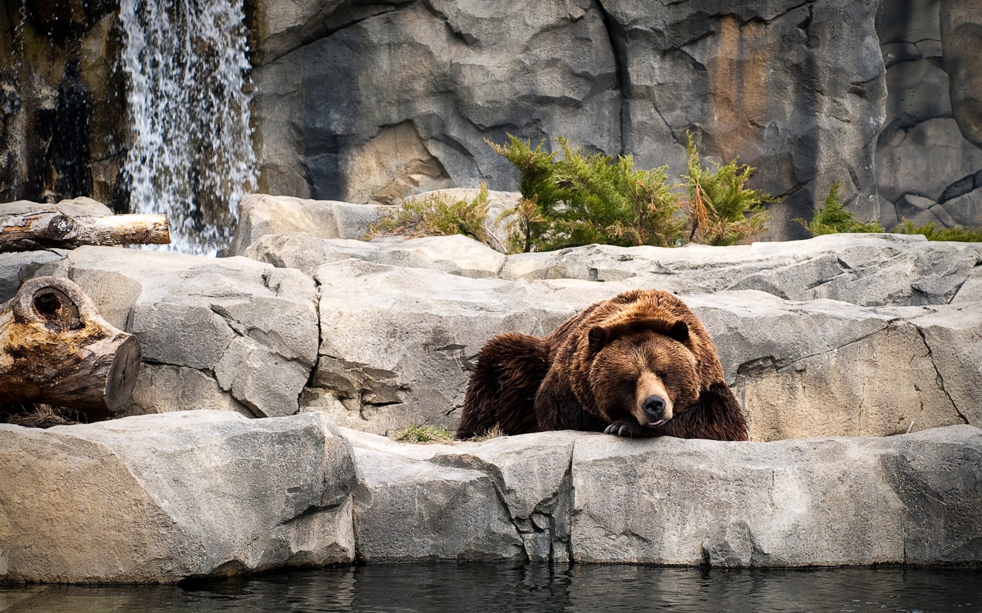 bear sleeping rests zoo water stones plant