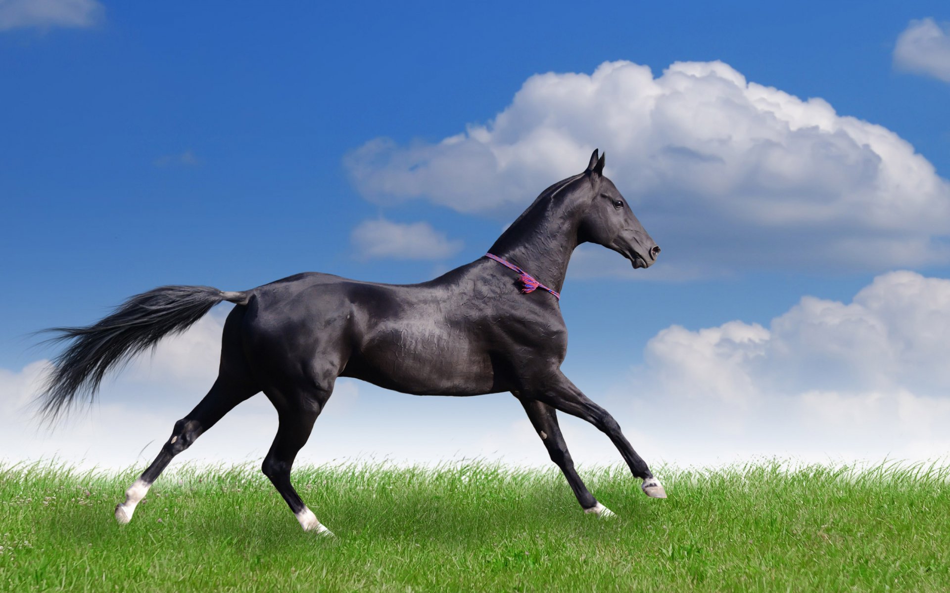 cheval été course nuages champ herbe