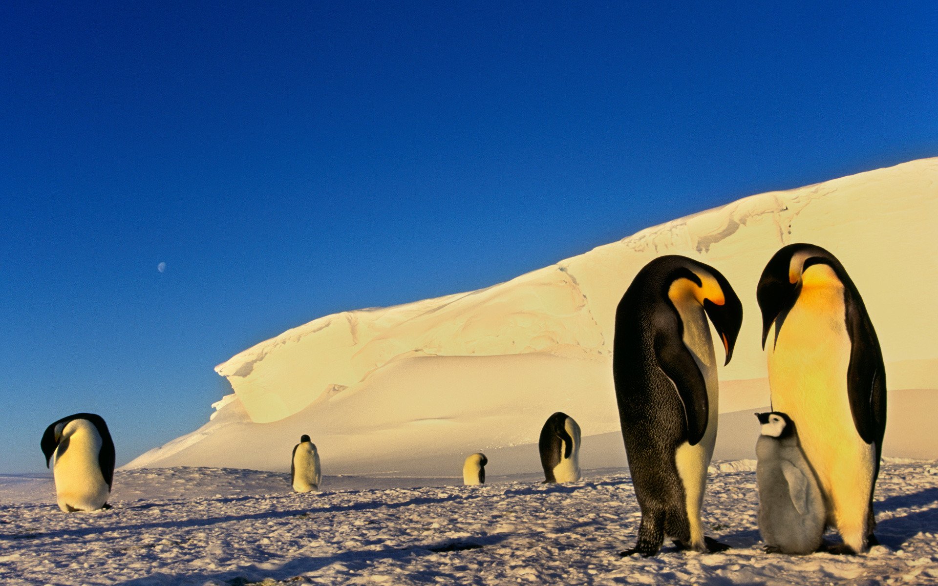 pinguini ghiaccio neve antartide inverno gelo luna