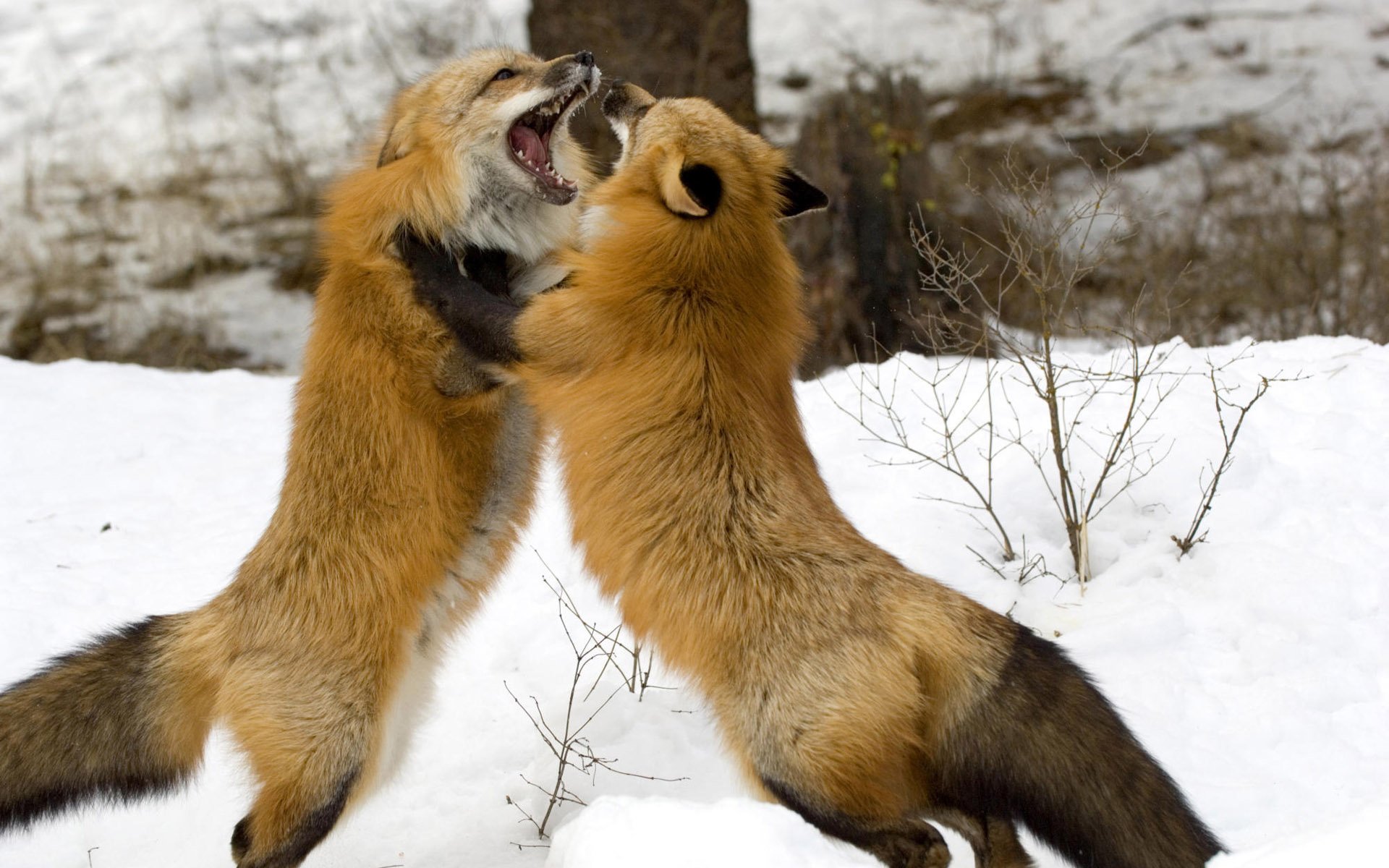 hiver forêt renard couple jeu bouche dents laine queue