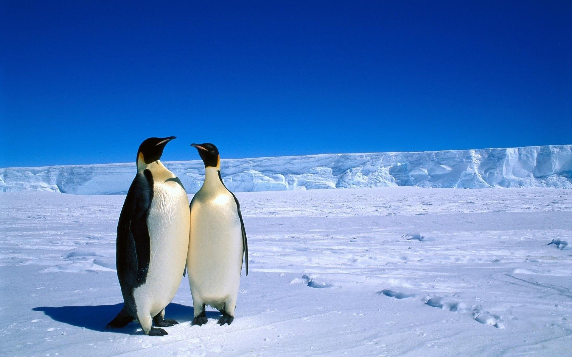 animaux pingouins antarctique