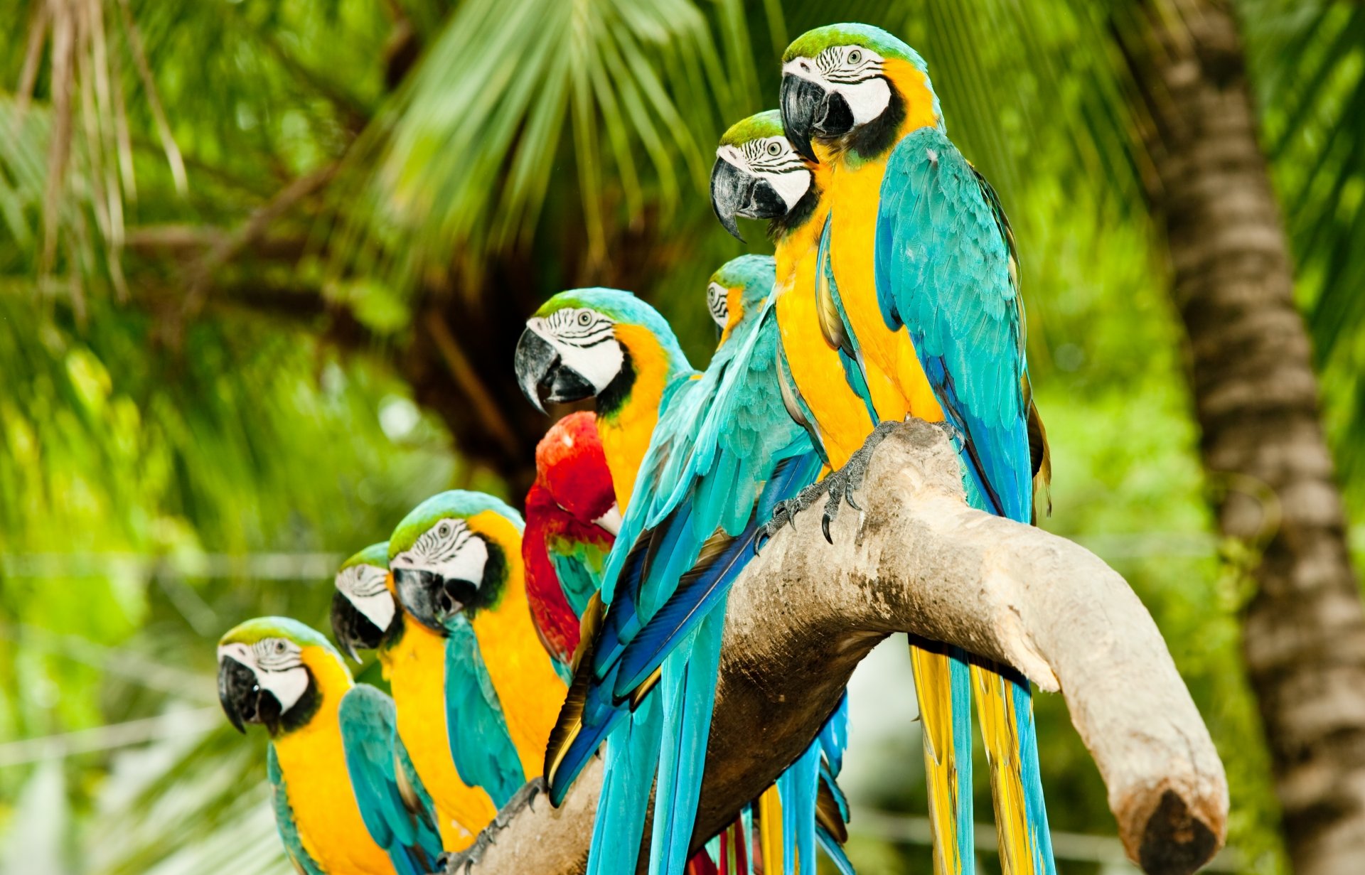 parrots ara bird