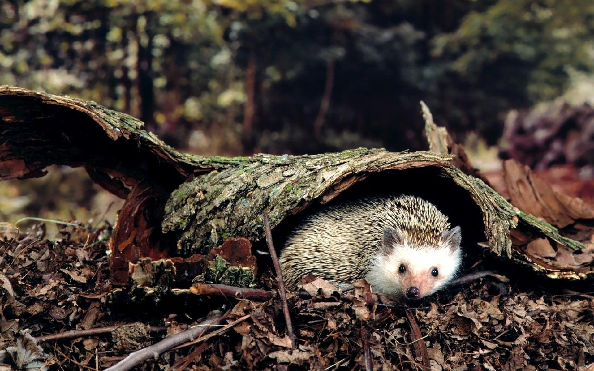 bark tree leaves land forest hedgehog