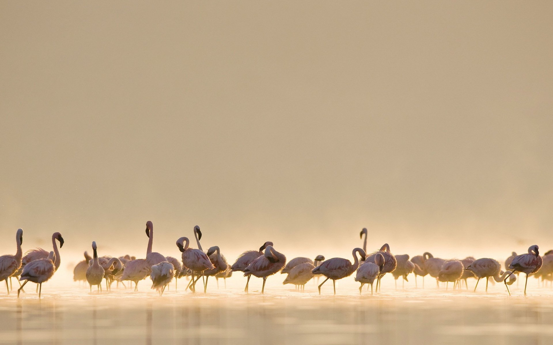 aves flamencos naturaleza