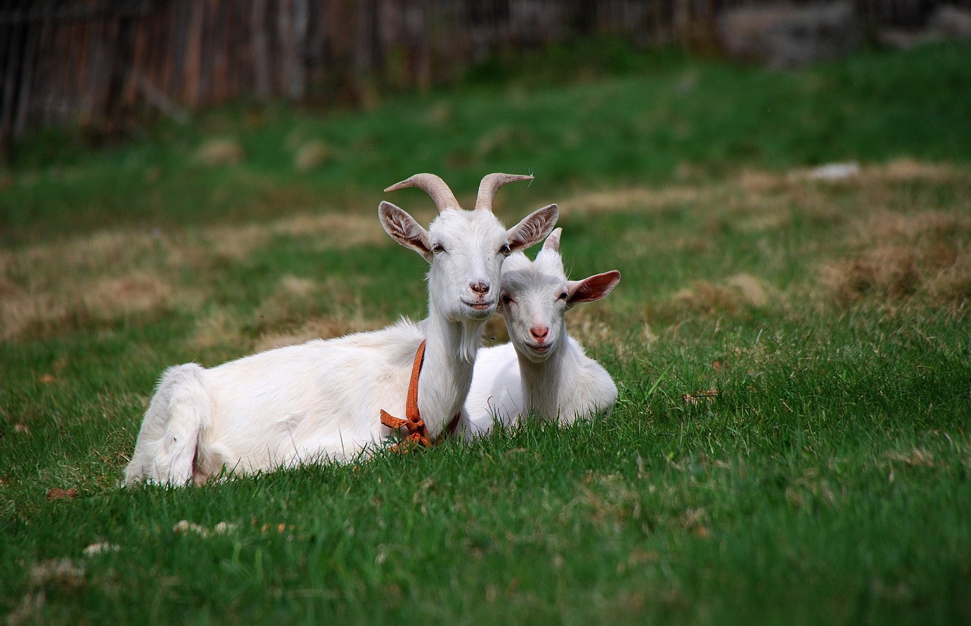 animales hierba verano amigos