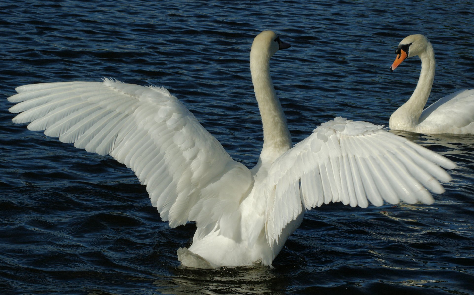 étang eau couple blanc cygnes oiseaux ailes plumes plumage